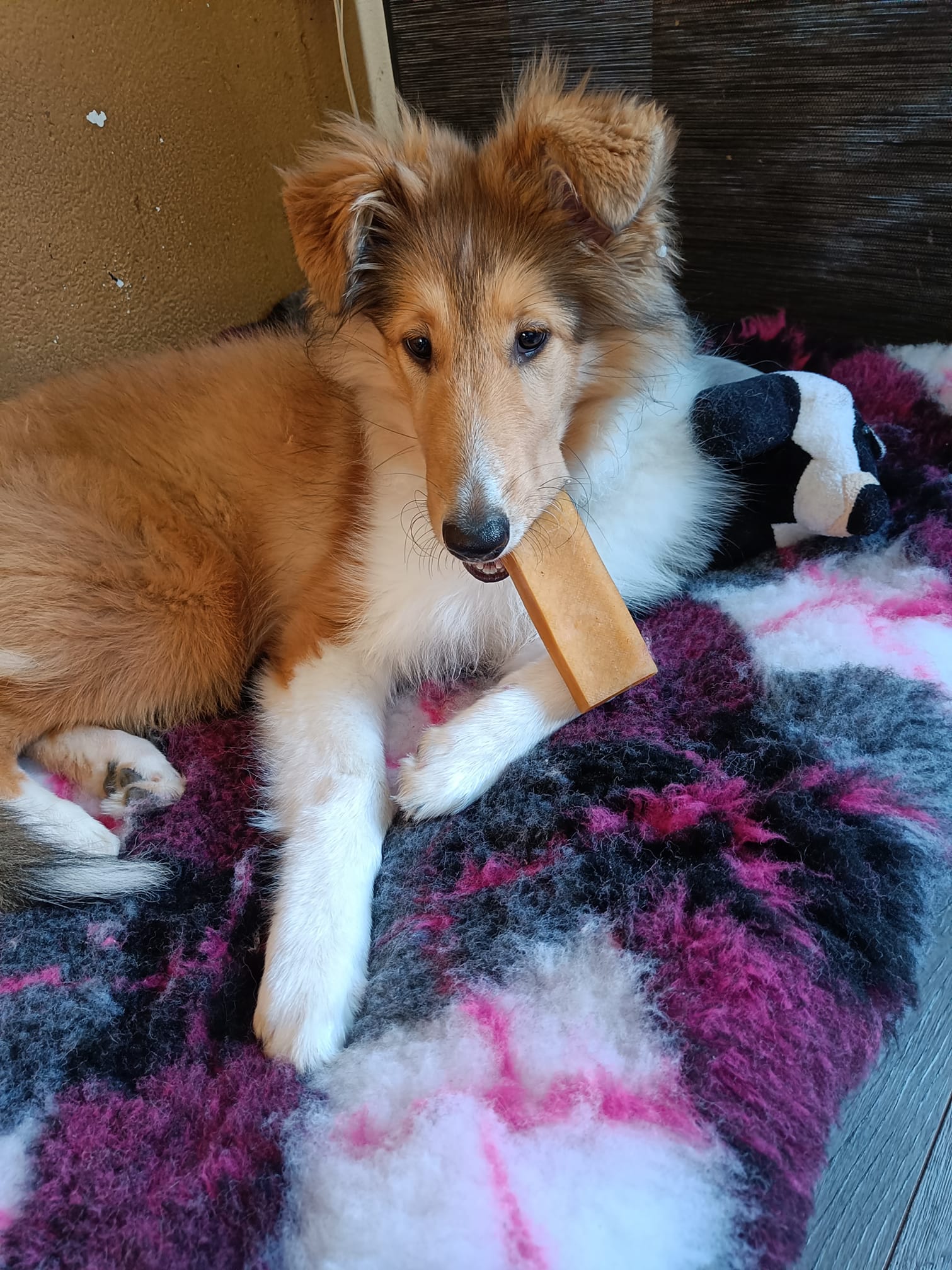 Schotse Collie langhaar puppy kauwsnack snack Yakstaaf