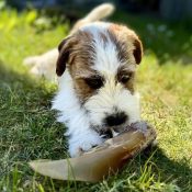 runderoren hond gevaarlijk