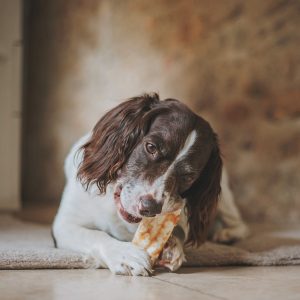 Earth Animal bot kauwstaaf snack botjes hond