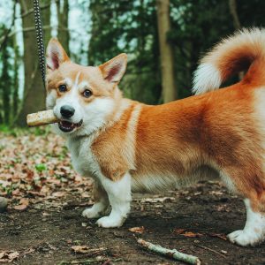 Earth Animal bot kauwstaaf snack botjes hond corgi