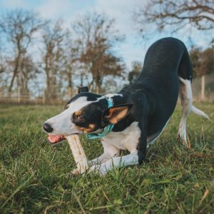 Earth Animal bot kauwstaaf snack botjes hond maat L