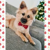 Hondenstrikken kerst honden strik bowtie