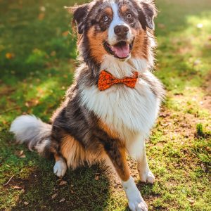 Strikken strikjes hond aan halsband