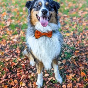 Strikken strikjes hond aan halsband australian shepherd