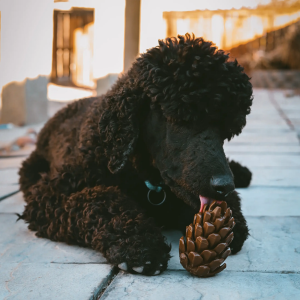 Dennenappel Voerspeeltje voor de Hond als likmat