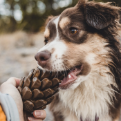 Dennenappel Voerspeeltje voor de Hond om mee te spelen