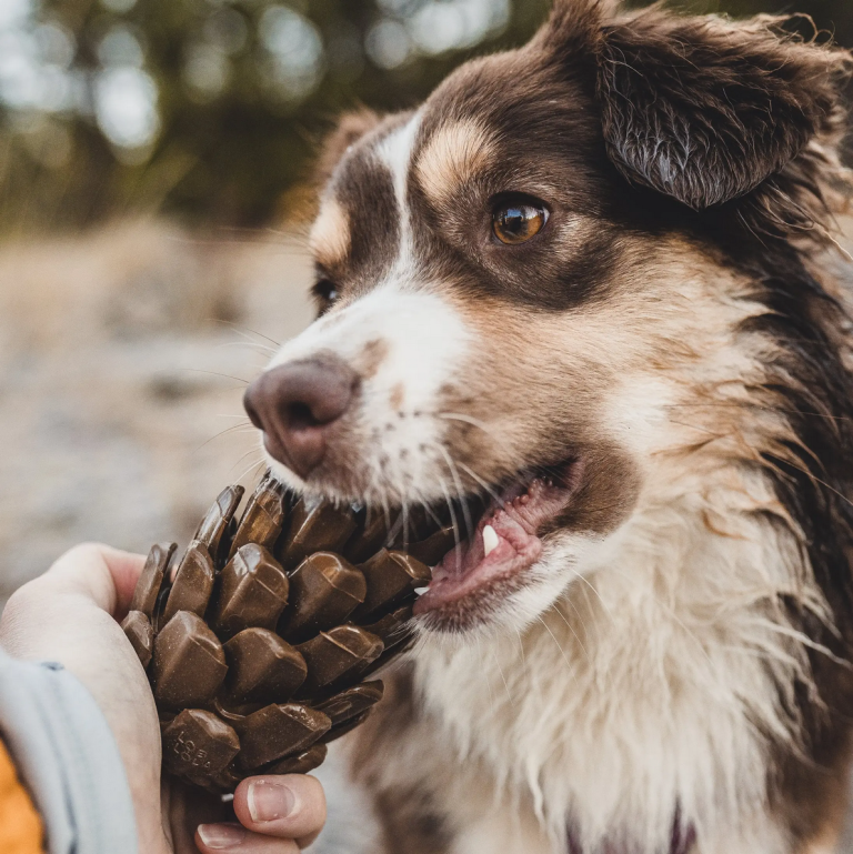 Proefpakket Brokken & Snacks - 1 per persoon, geen herhaalbestelling - Volwassen Hond - Big Dog