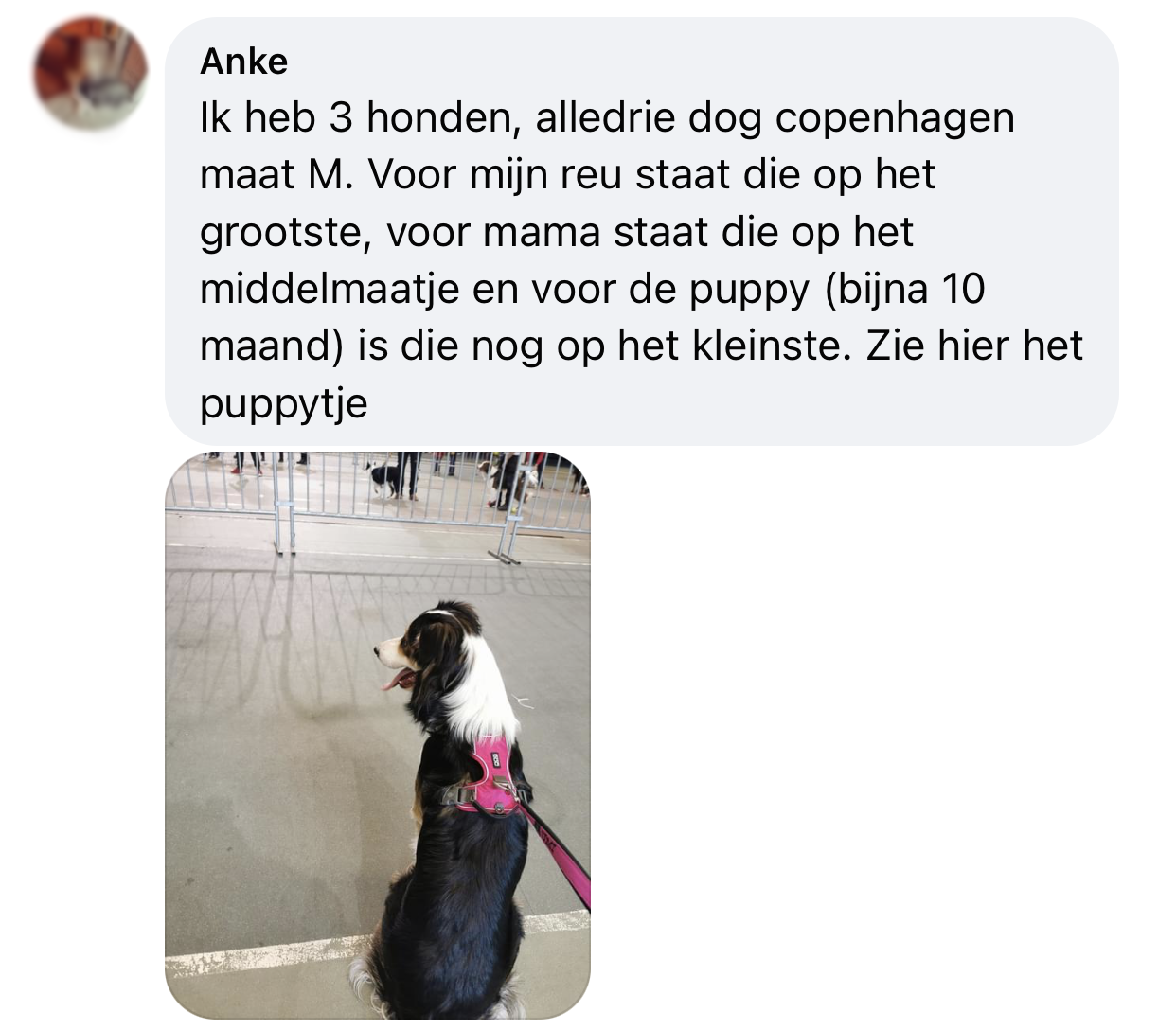 AnnyX of Dog Copenhagen tuig ervaring