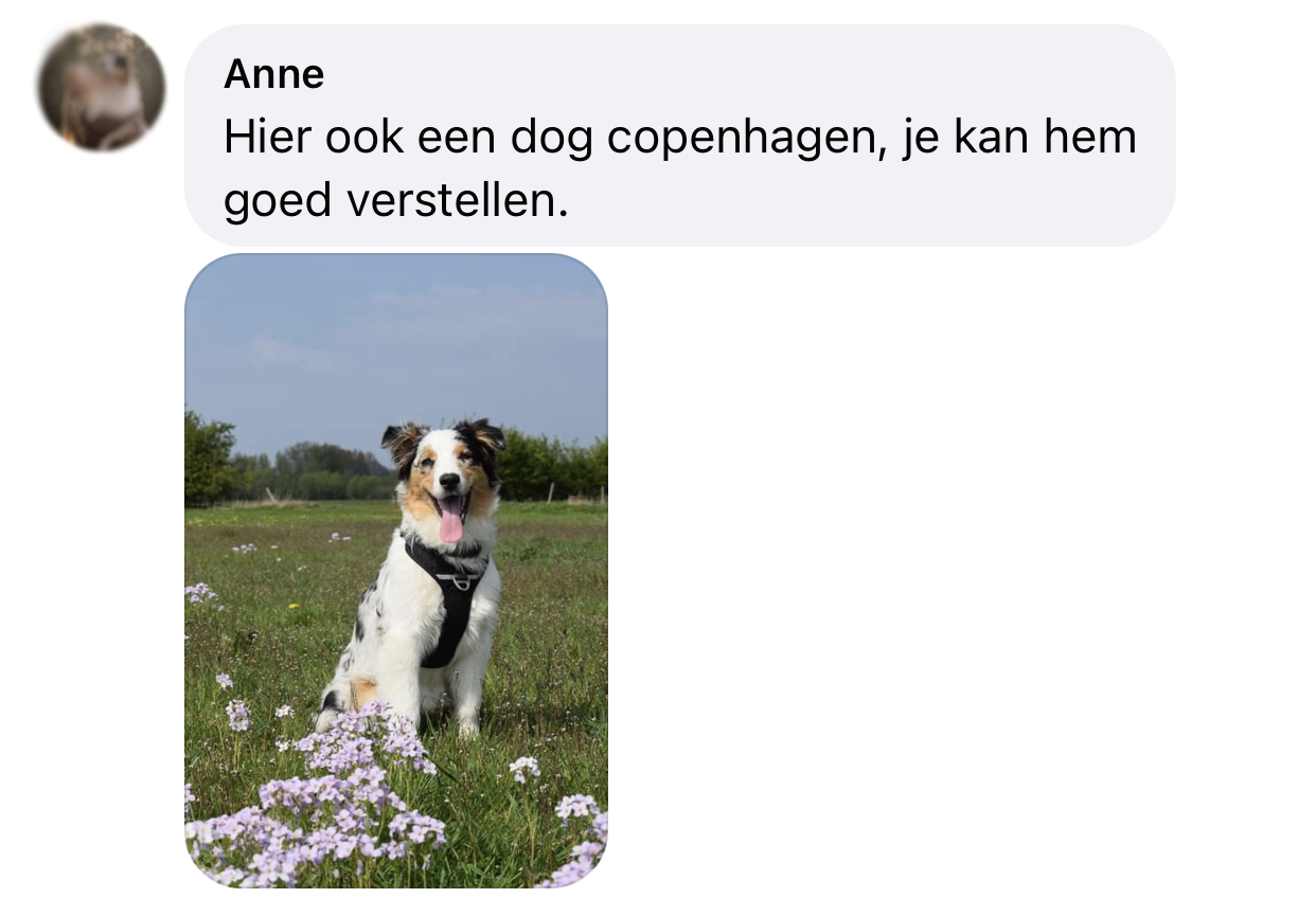 Dog copenhagen goed verstellen