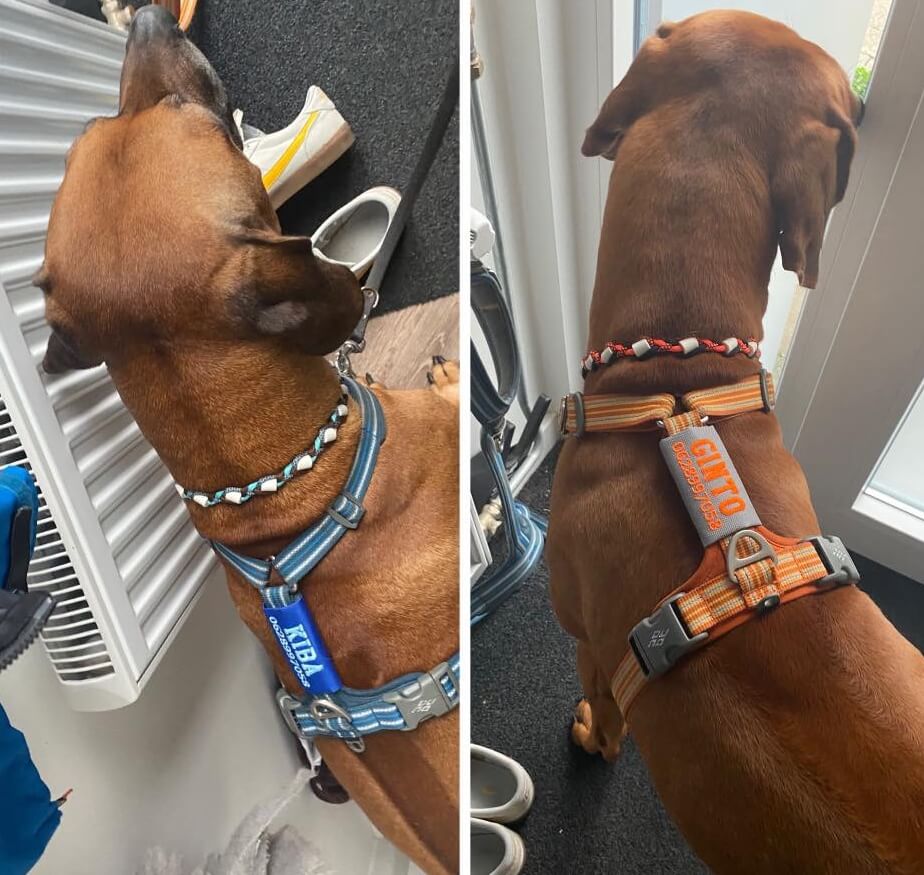 Dog copenhagen tuig met naam naamlabel naamtag