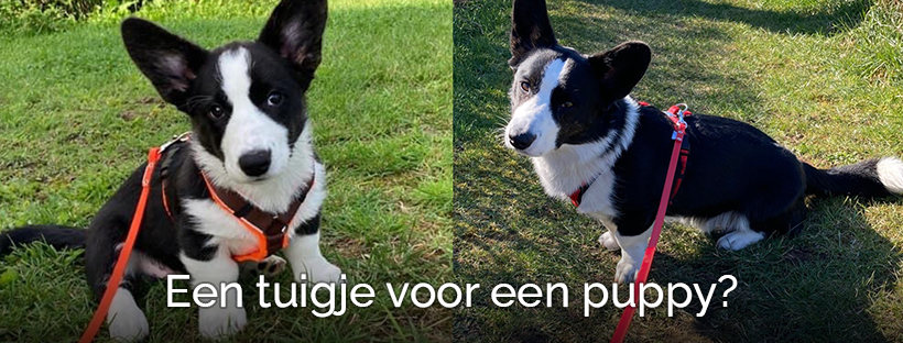 Een puppytuigje voor een puppy bestellen