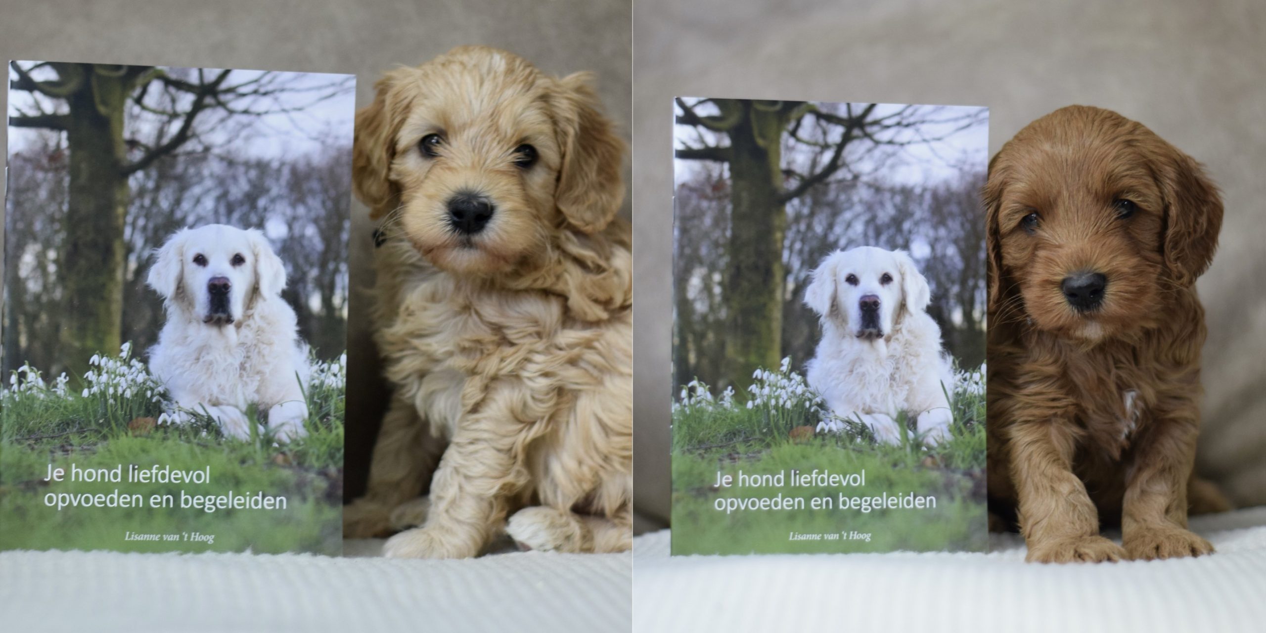 Gratis boekje je hond liefdevol opvoeden in puppypakket bij puppy fokkers labradoodle