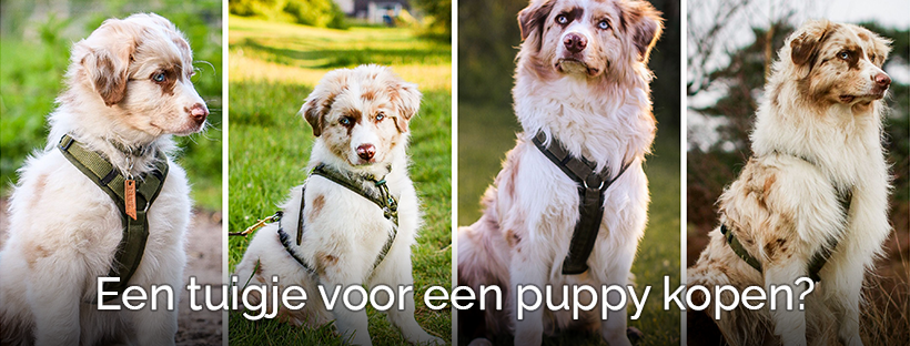 Puppytuigjes een tuigjes voor een puppy kopen