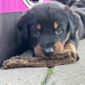 Runderpens gedroogde pens hond