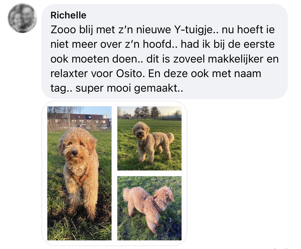 Tuigje niet over hoofd hond 4puntssluiting