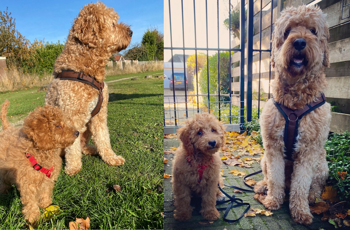 Tuigje voor puppy puppytuig puppyharnas verstelbaar