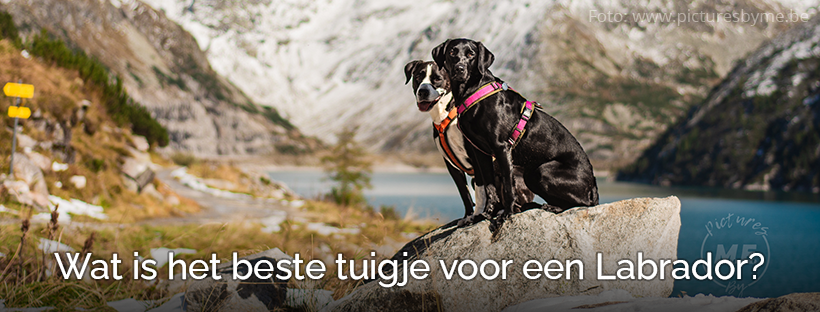 Beste tuig harnas Labrador hondentuig Labradors