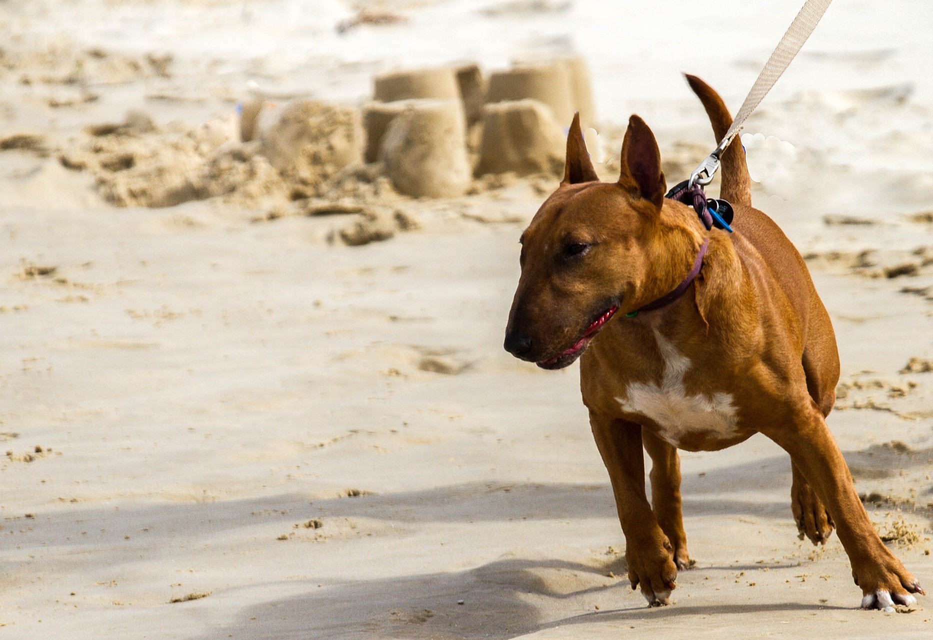 Bullterrier hangt in de riem met halsband