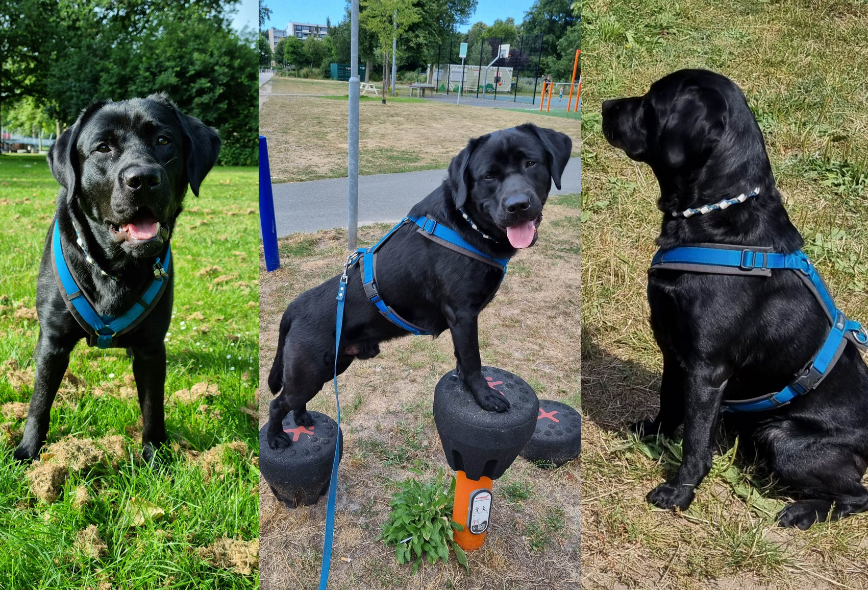 Goed tuig Labrador tuigje hondentuig Labradors