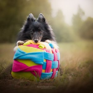 Handgemaakte Snuffelcube voor honden