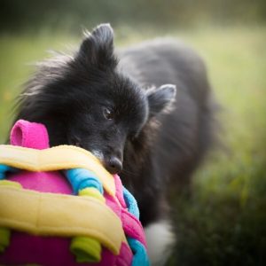 Handgemaakte Snuffelcube voor honden snuffelen