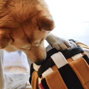 Handgemaakte Snuffelcube voor honden voorbeeld