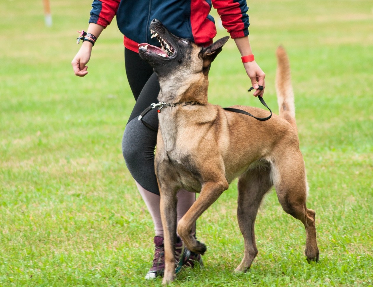 Herder hielt heeling training mag niet trekken