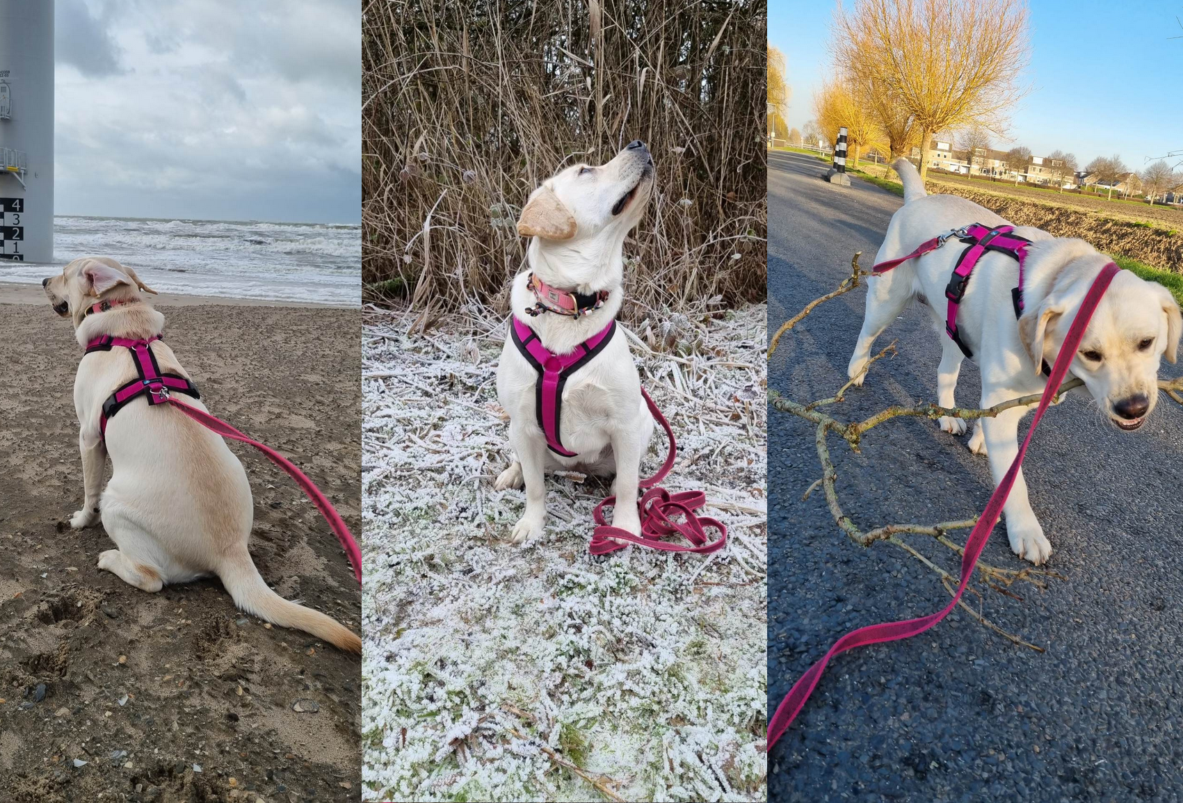 Het beste Labrador tuigje hondentuig Labradors