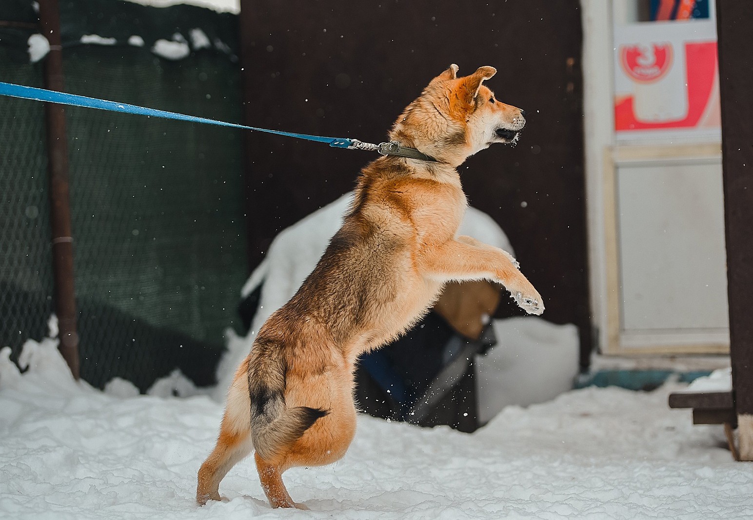Hond in de sneeuw trekt aan de riem met halsband