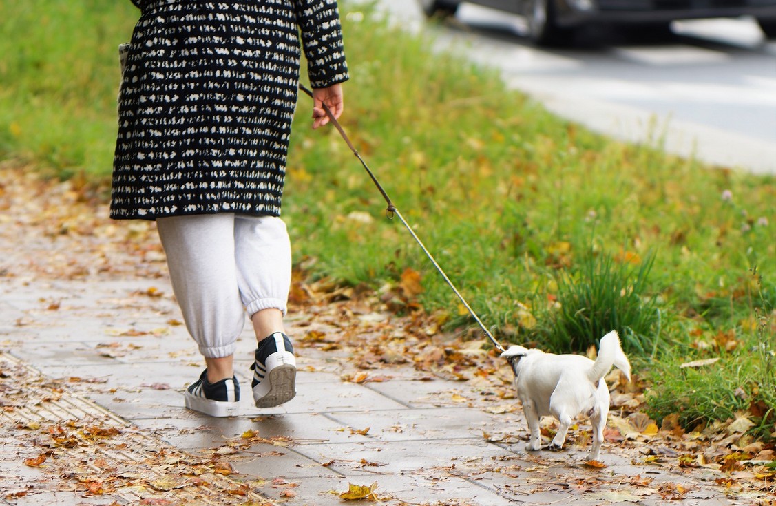 Hond loopt met te korte riem