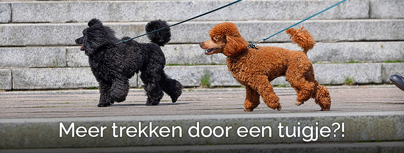 Tonen Europa Dankzegging Gaat een hond écht meer trekken met een tuigje? - Dierenoppas Amersfoort |  Webshop bijzondere huisdier producten!