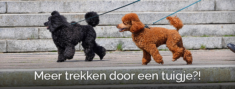 Hond trekt meer door een tuigje