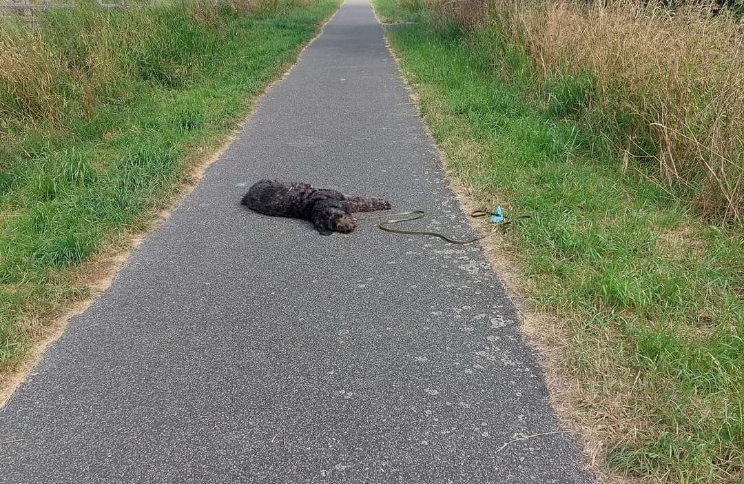 Hond wil niet lopen