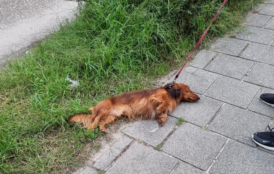 Hond wil niet meer wandelen