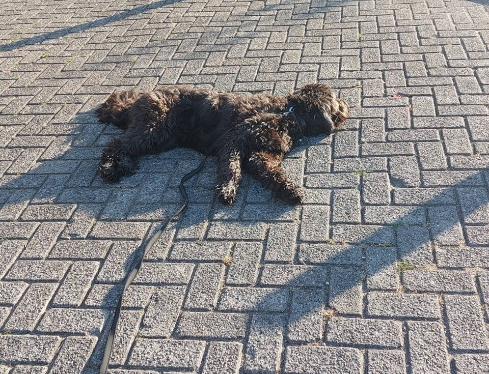 Hond wil niet wandelen en gaat stil staan