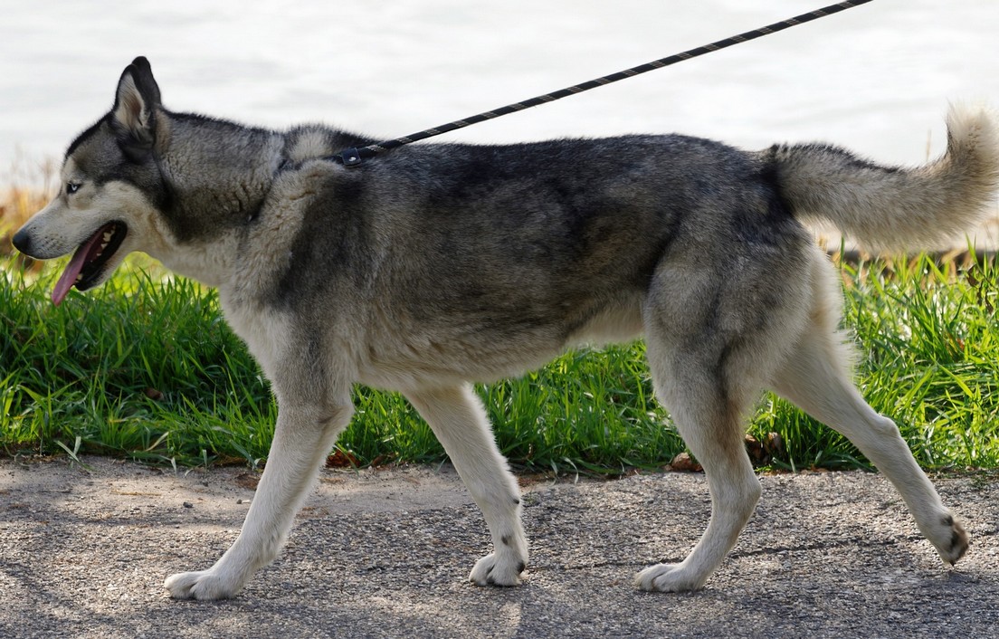 Husky sledehond trekt met halsband