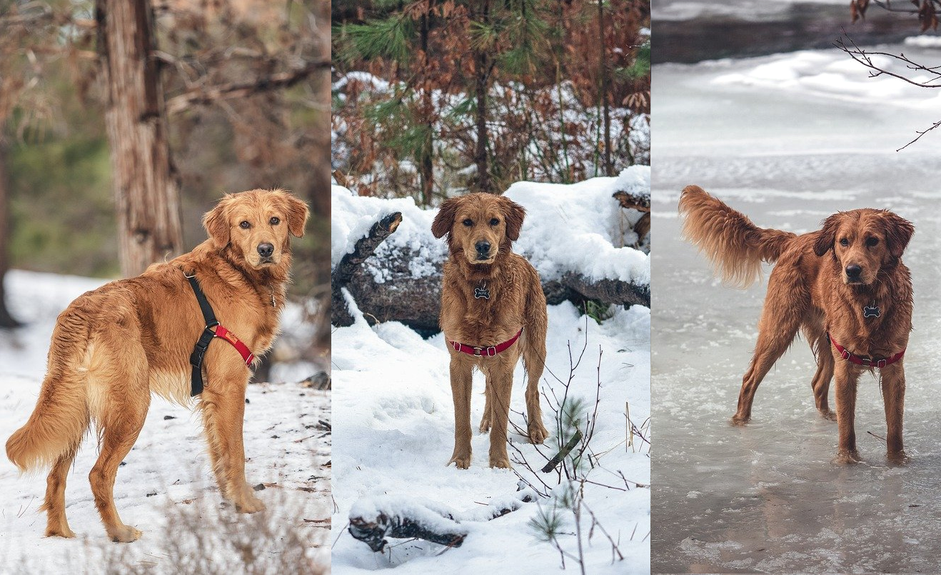 Oplossen Christus breed Belangrijke informatie over Labrador Tuigjes | Wist jij dit al?