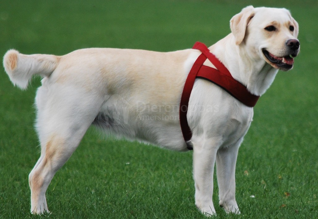 Labrador met slecht tuig tuigje borsttuig noors hondentuig