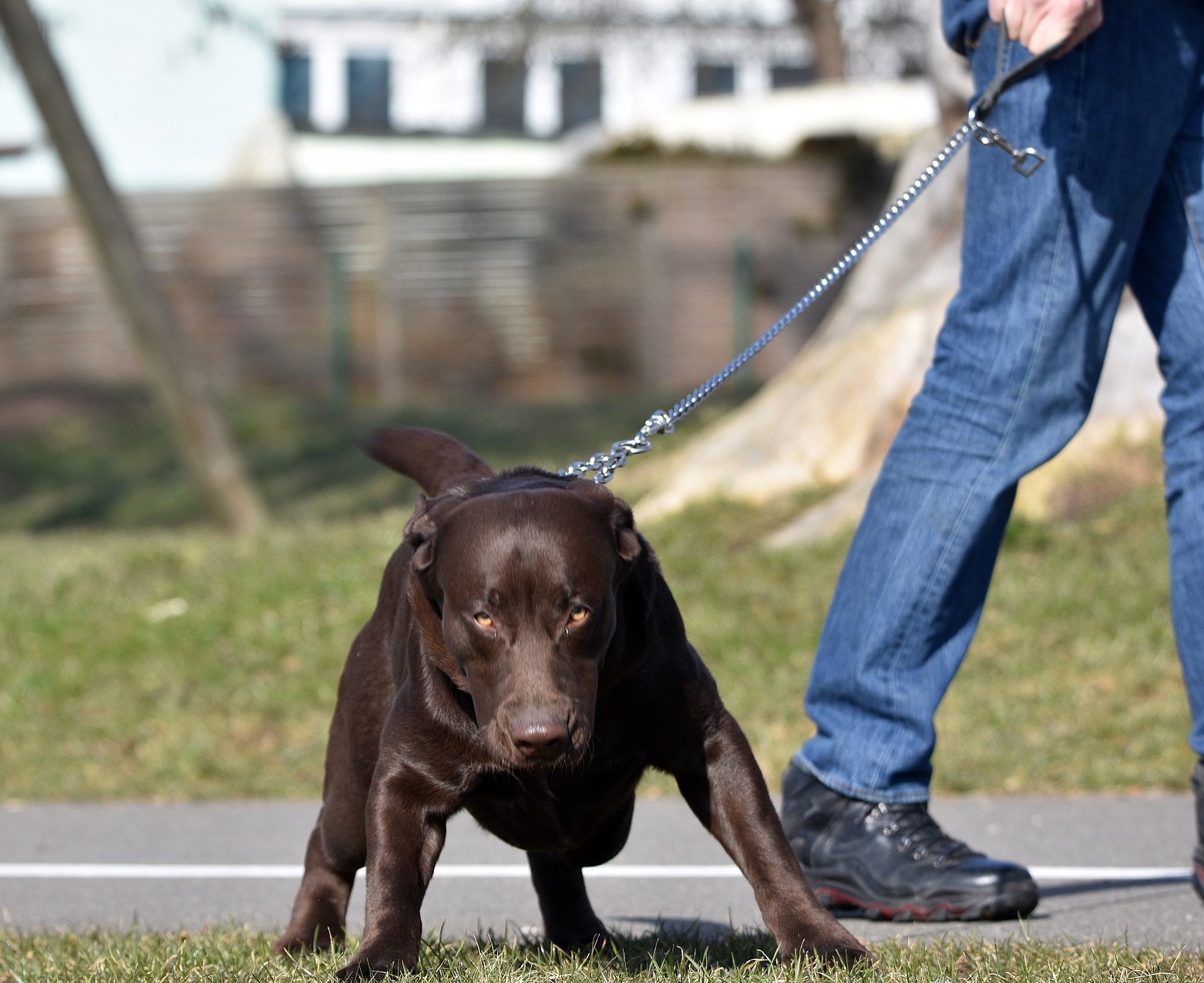 Labrador trekt met halsband aan korte riem