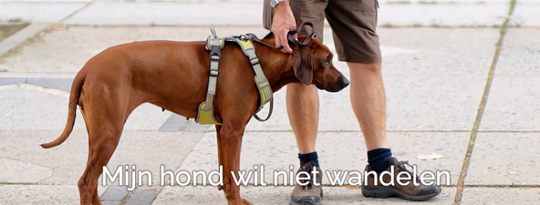Mijn Hond Wil Niet Wandelen