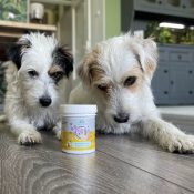 Bouillon voor hond