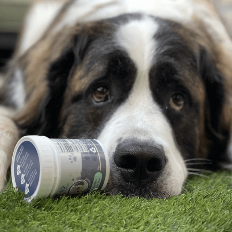 Bottenbouillon Hond Wat is Bone Broth & hoe gebruik je het?