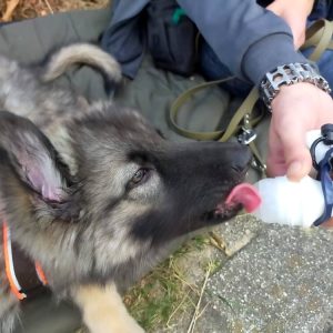 Doggy roller doggyroller vloeibare beloning snack hond