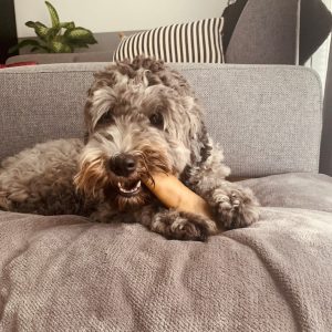 Eland bot voor de hond
