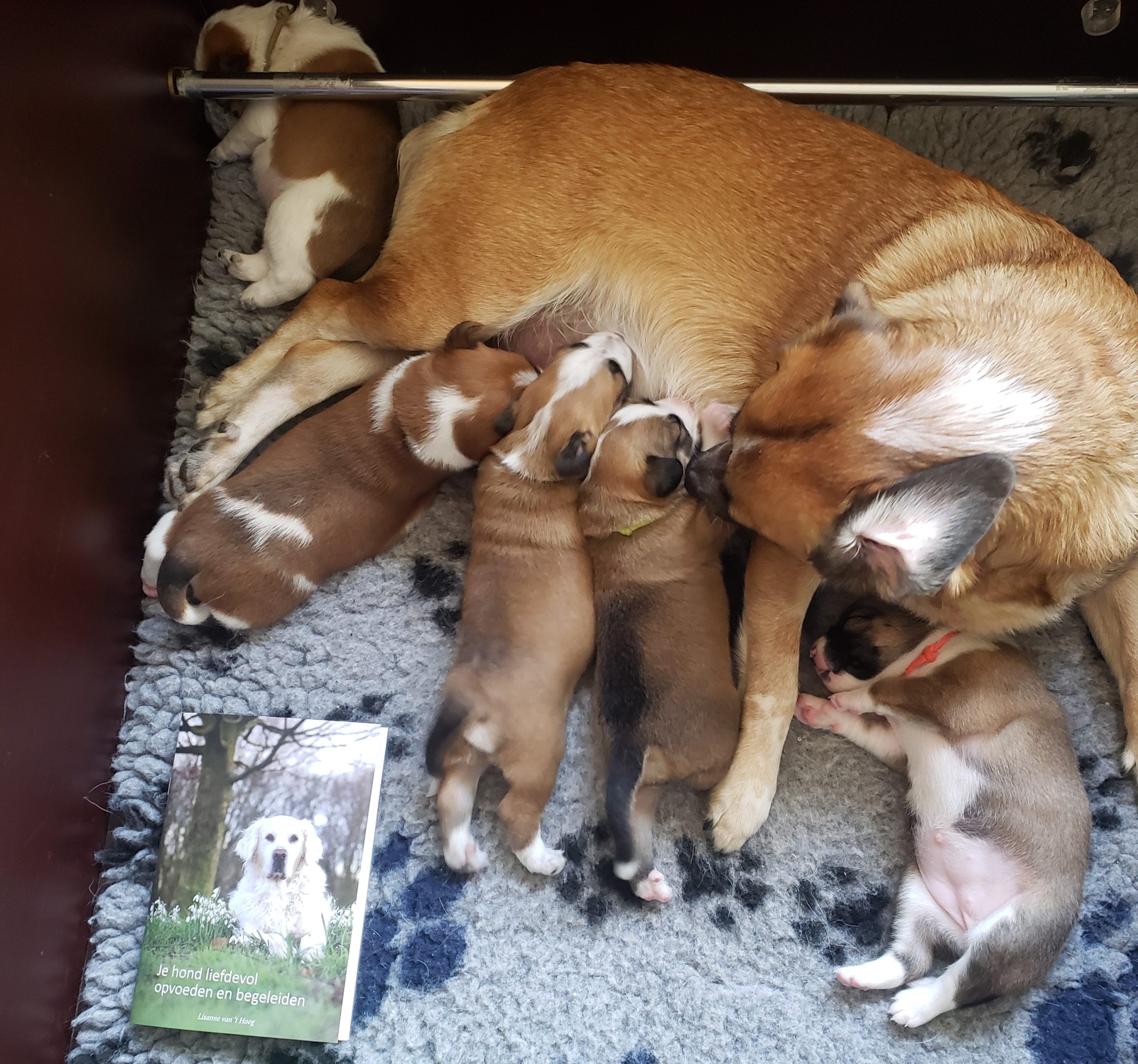 Gratis puppypakket fokker boekje hond opvoeden