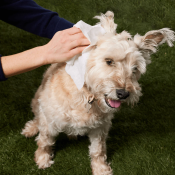 Grooming wipes verzorgingsdoekjes babydoekjes hond oortjes schoon