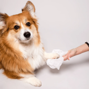 Grooming wipes verzorgingsdoekjes babydoekjes hond pootjes schoon