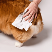 Grooming wipes verzorgingsdoekjes babydoekjes hond viezigheid