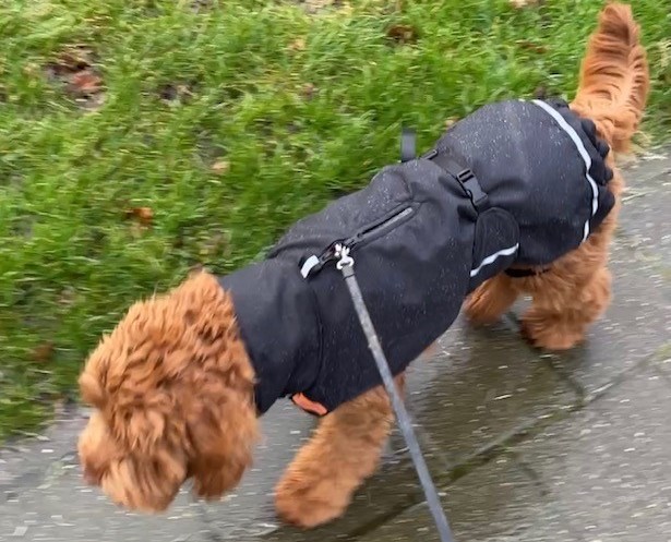 Rainy Superfurdogs winterjas regenjas labradoodle hond