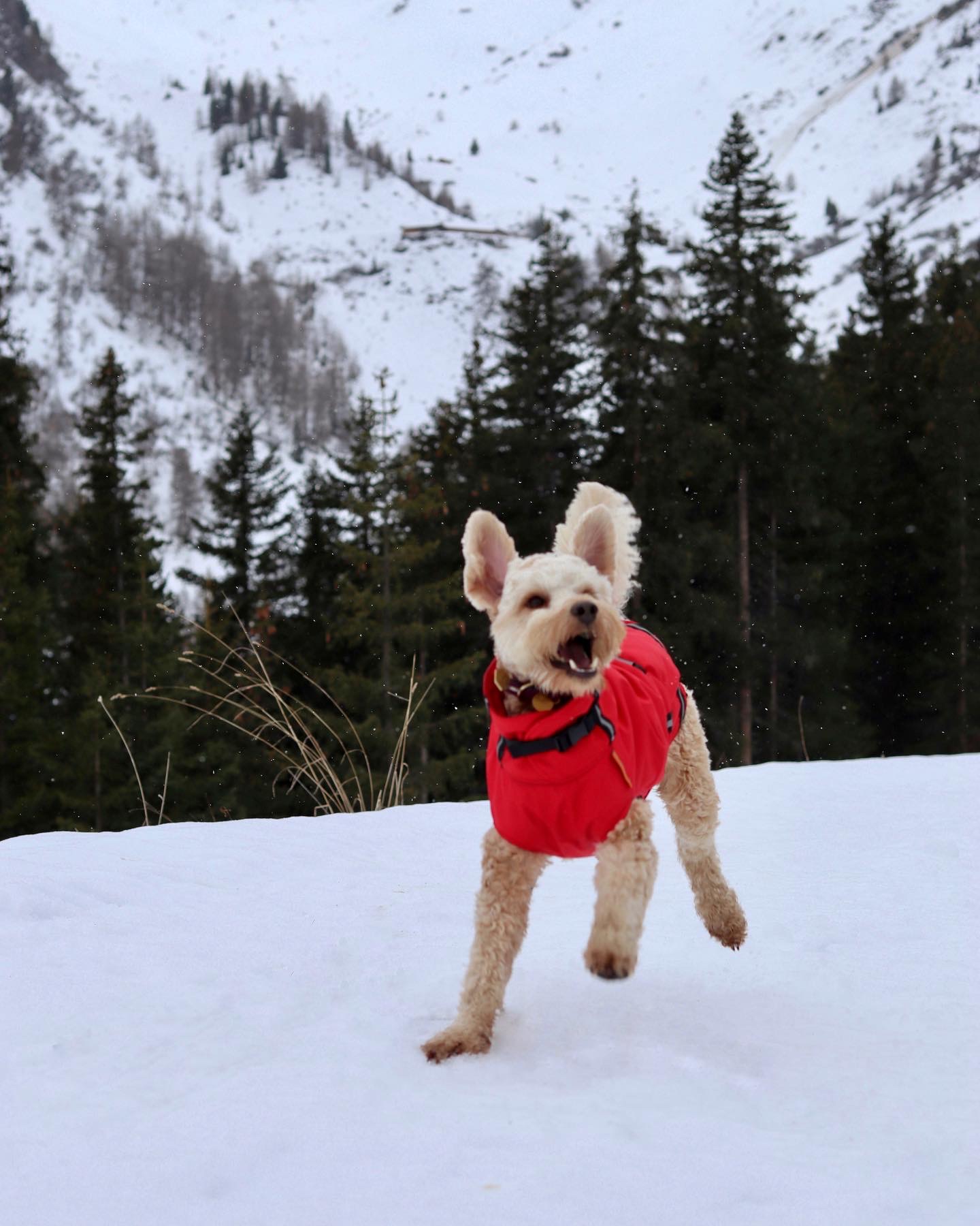 Rainy Superfurdogs winterjas sneew labradoodle hond